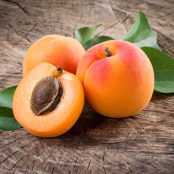 Apricot